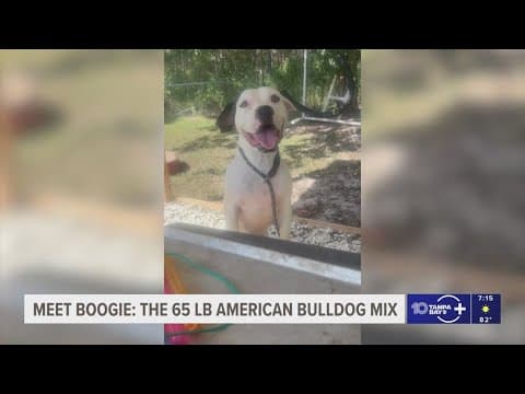 Adopt Boogie, the American Bulldog mix in Pinellas County