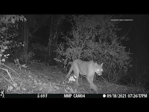 San Diego Habitat Conservancy host workshop to teach wildlife tracking