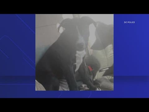 Police: Suspects wanted for pushing their way into a DC home and stealing a 7-month-old puppy