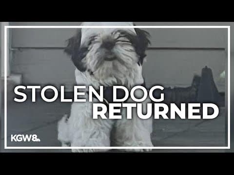 Stolen dog reunited with owner