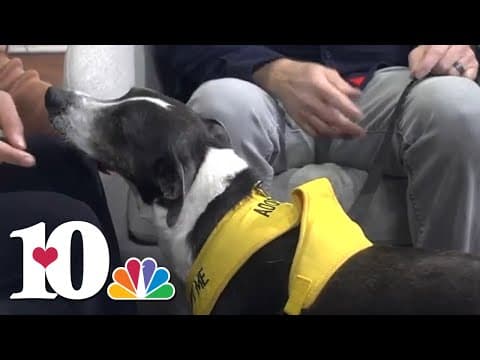 Meet our Pet of the Week: Woody