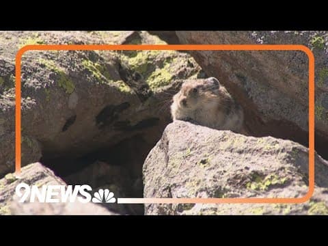Hikers help uncover Colorado's pika populations in previously unknown locations