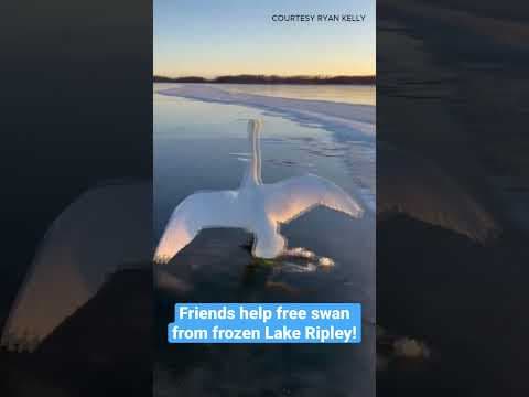 Friends help free swan from frozen Lake Ripley in Litchfield, #Minnesota #shorts #frozen