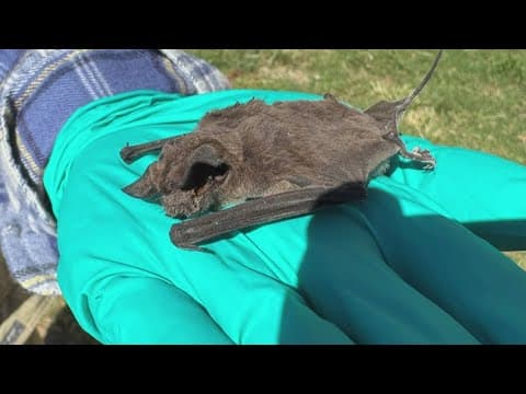 City takes action after battling bats story