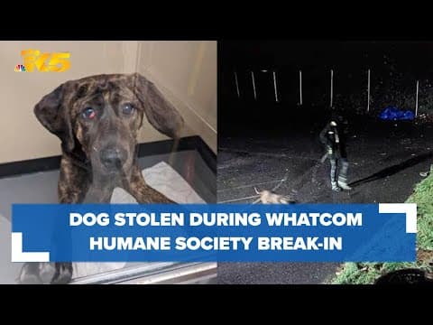 Bellingham police investigating after Whatcom Humane Society break-in, dog stolen