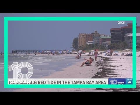 Here's how Tampa area experts can forecast red tide