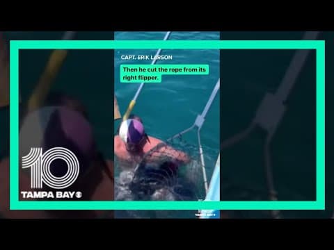 Florida fishing crew rescues leatherback turtle off Clearwater Beach