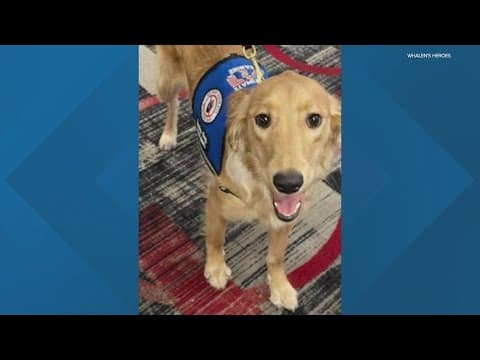 2 Hoosier veterans surprised with service dogs