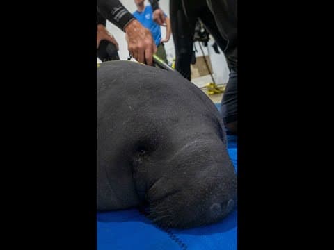 3 manatees arrive at Columbus Zoo for rehabilitation