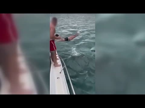 VIDEO: New Zealand man fined for trying to body slam a killer whale