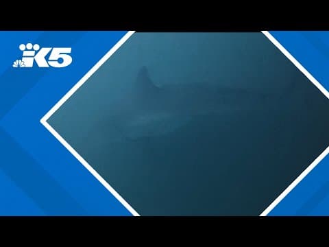 Man encounters great white shark off Oregon coast