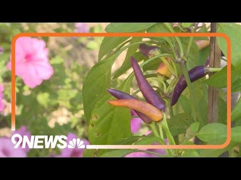 Juggling three seasons at once in the garden