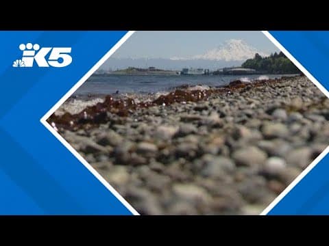 One of lowest tides of the year in western Washington on Thursday
