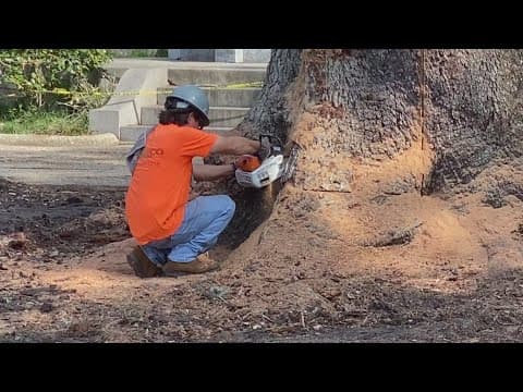 City Park removes two massive oak trees more than 100 years old