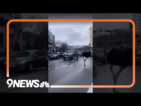 Ostrich Escapes South Korea Zoo and Runs Through Traffic