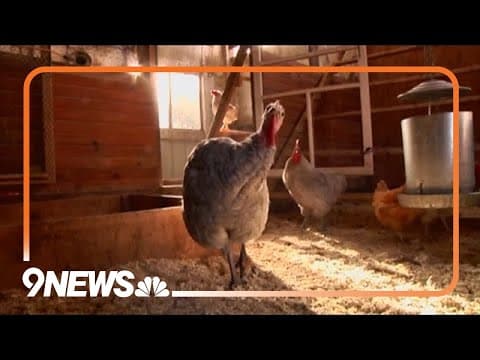 3 possible cases of bird flu detected among Colorado farm workers