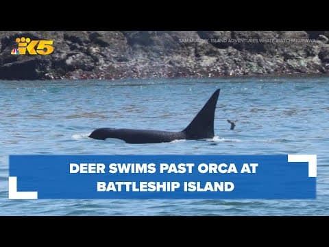 Deer swims past Bigg's orca in photo captured at Battleship Island