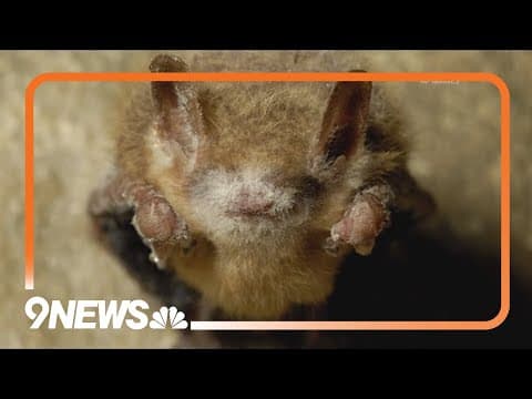Bats at Colorado national park diagnosed with white-nose syndrome