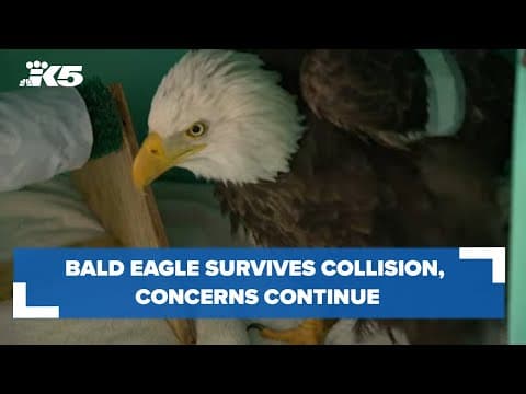Bald eagle survives collision, but concerns continue