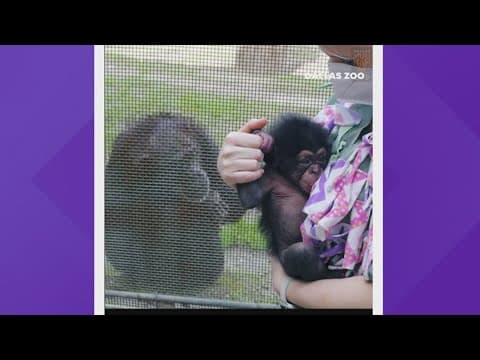 Meet the new baby chimp born at the Dallas Zoo