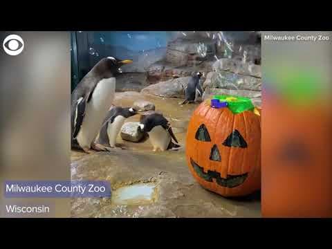 Penguins enjoy pumpkin party in Wisconsin