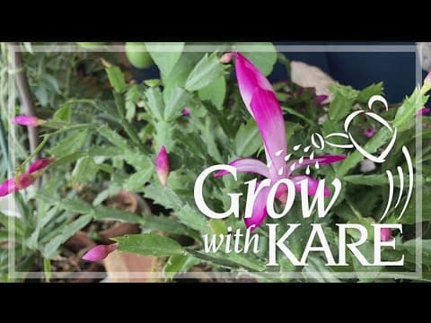 Grow with KARE: How to care for your holiday cactus