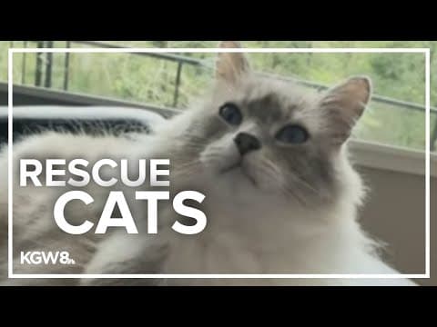 The Good Stuff: Highlighting rescue cats