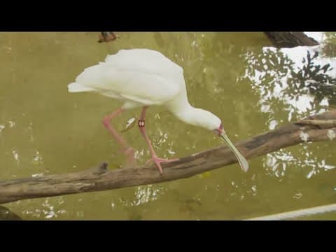 Zoo Day | Rare, endangered birds at San Diego Zoo Safari Park