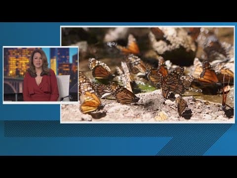 Where are all the butterflies in the US? Study says they are disappearing at an alarming rate
