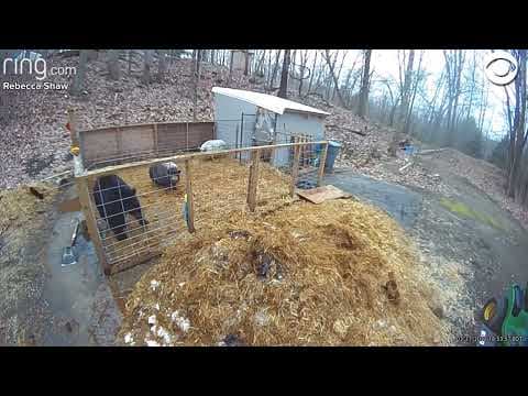 Pigs fight off bear who climbed into pen