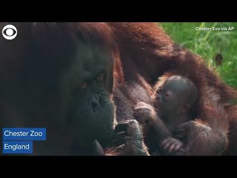 Orangutan baby born at zoo in England