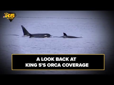 KING 5 75th Anniversary: Orca coverage