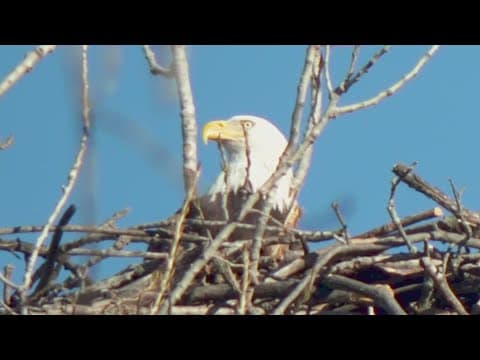 California earthquake disturbs resting bald eagle