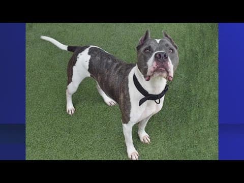 Pasco County Animal Services waiving fees as the facility is at capacity