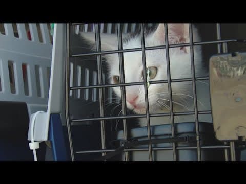 Kittens flown to Oregon to help free up shelter space in San Diego, Orange County