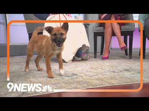 Petline9: 3-month-old puppy needs forever home