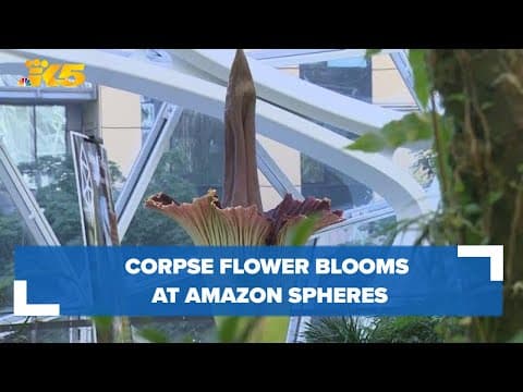 Corpse flower blooms at Amazon Spheres in Seattle