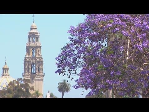 Experts explain why Jacaranda trees aren't so purple this season