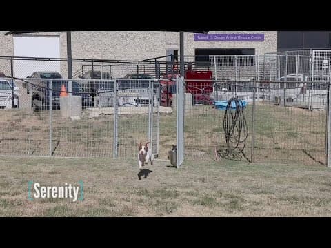 Tailwaggers: Meet Serenity