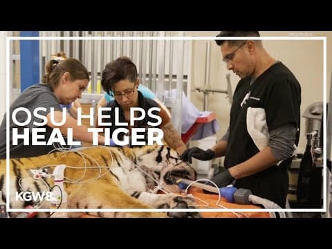 OSU helps out to treat Oregon Zoo tiger