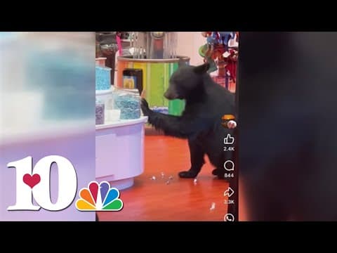 Bear spotted in Gatlinburg candy store prompts warning from wildlife officials
