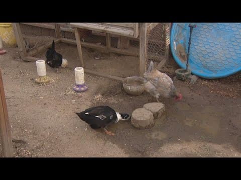 Backyard chicken coops on the rise amid surging egg prices