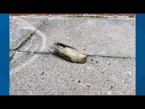 Taking flight: Local volunteers work to save birds from window collisions