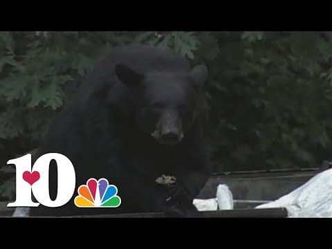 TWRA offering grants for bear-resistant garbage containers