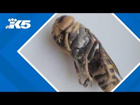 Northern giant hornet may have been found in Kitsap County