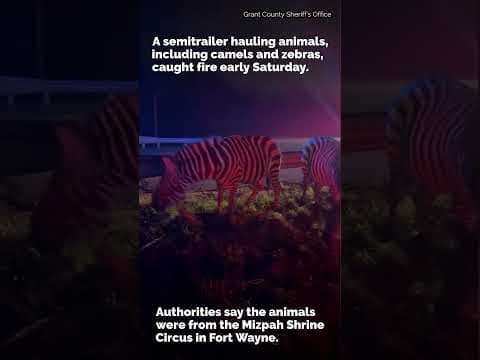 Zebras, camels rescued from truck fire on Indiana interstate #shorts
