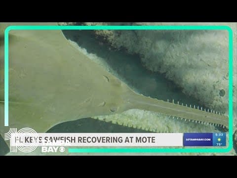 Sawfish spotted swimming in circles rescued in Florida Keys