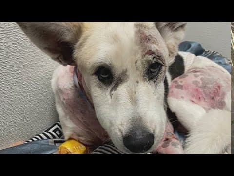 Service dog attacked in Oak Forest