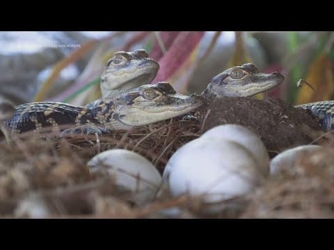 Feral hogs pose a threat to alligator nests, new report from Texas A&M says
