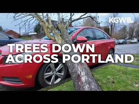 Dozens of trees down across Portland metro area following windstorm